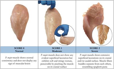 Spaghetti Meat Abnormality in Broilers: Current Understanding and Future Research Directions